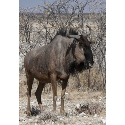 Solitary wildebeest, Etosha NP, Namibia